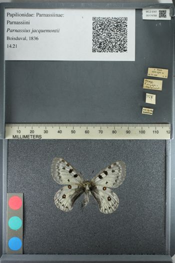 Media type: image;   Entomology 174768